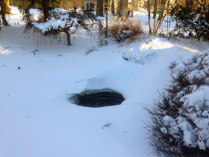 photo of snow on koi pond